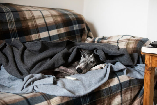 Greyhound Wrapped in Blanket on Plaid Couch