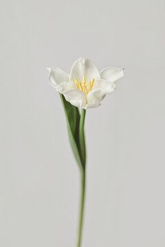 Single white lily growing in grey studio on thin stem