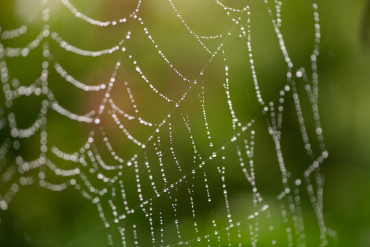 spiders web closeup