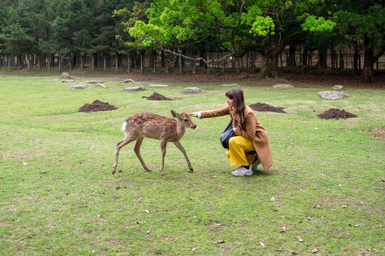 Female tourist petting a deer in Nara, Japan