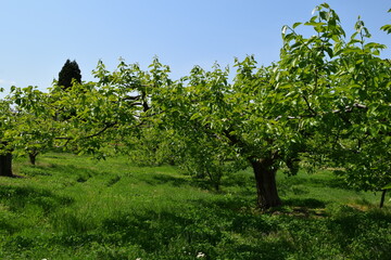柿の木 山形県庄内