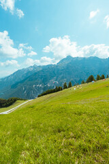 Fototapeta premium Paraglider Starting to Fly on a Hill in the Mountain Landscape