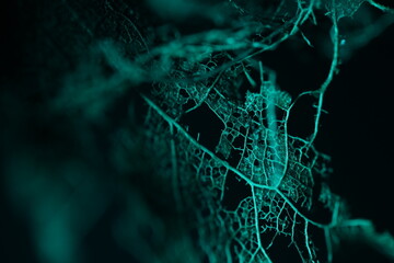 Texture of dried leaves on a black background, dark horror background