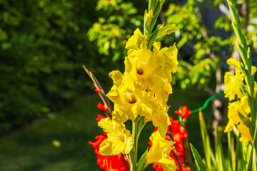 Close-up capturing the vibrant yellow and red blooms of gladiolus in the garden.