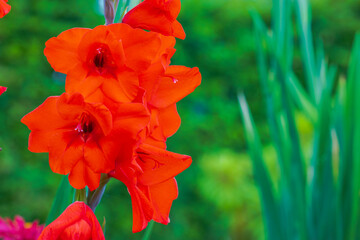 Macro view of red gladiolus flowers blooming in garden on summer afternoon.