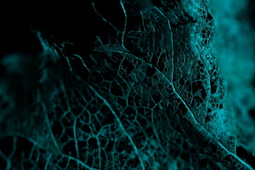 Texture of dried leaves on a black background, dark horror background, autumn forest