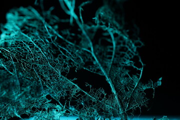 Texture of dried leaves on a black background, dark horror background, autumn forest