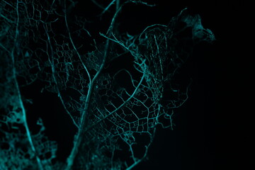 Texture of dried leaves on a black background, dark horror background, autumn forest