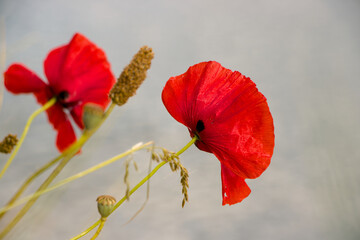 Naklejka premium red poppy flower