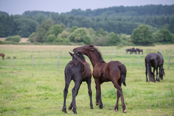 Obraz premium Chevaux de race frison dans un élevage 