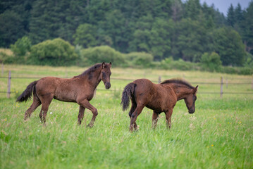 Chevaux de race frison dans un élevage 