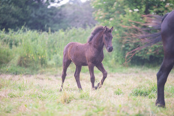 Chevaux de race frison dans un &eacute;levage 