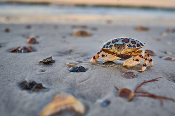 calico crab on the beach with egg sack . 
