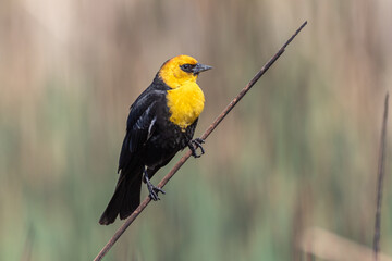 Yellow-headed Blackbird