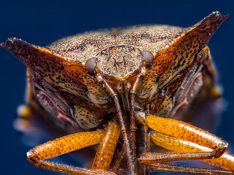Red-legged Shield Bug