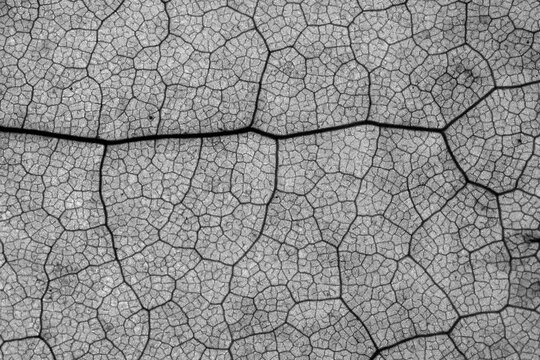 Abstract leaf detail background