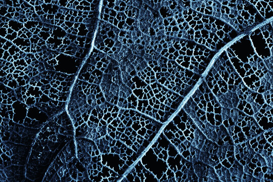 Abstract frozen leaf background