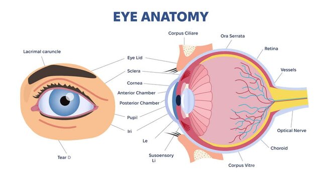 Eye anatomy concept. Moving banner with structure of human eye. Medical infographics and educational materials. Anatomy and biology. Retina and canal, nerve. Flat animated graphics