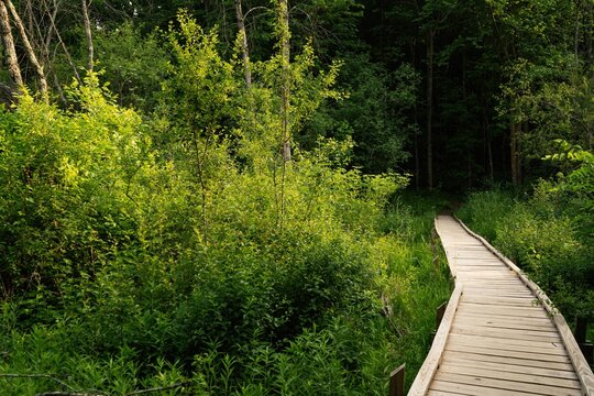 State Park Path