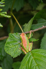 Pacific tree frog (Pseudacris regilla)