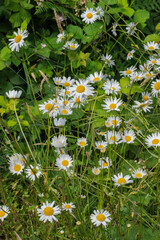 Daisy (Bellis perennis) © Conrmiller