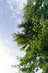 Bountiful leafy crown of a tree captured from below against the sky.