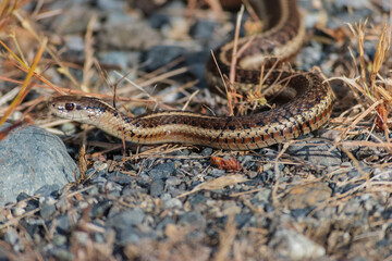 Garter snake