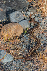 Fototapeta premium Garter snake