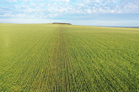 Green wheat growing in rows. 