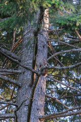 barred owl (Strix varia)