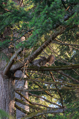 barred owl owlets (Strix varia)
