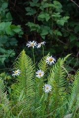 Daisy (Bellis perennis) © Conrmiller