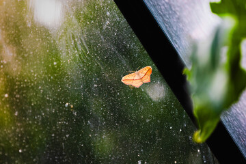 yellow butterfly close up with space for text