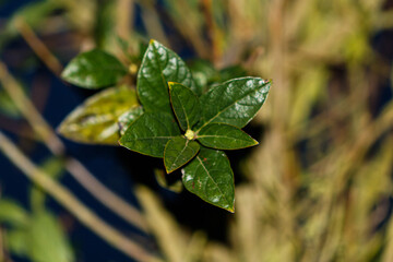leaves of an Andean forest plant