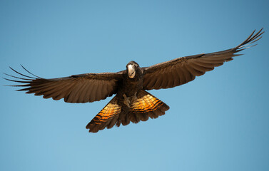 Red tailed black cockatoo in flight in far north Queensland,Australia.