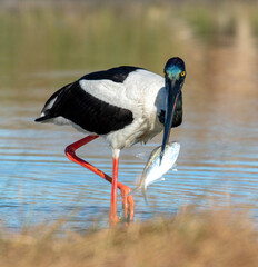 Fototapeta premium Jabiru feeding on fish in a lagoon in far north Queensland, Australia.