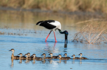 Obraz premium Jabiru on a lagoon with a family of ducks in outback Australia.
