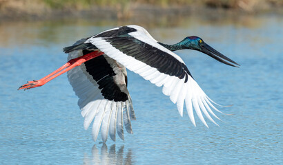 Jabiru in flight in outback Queensland