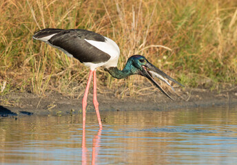 Jabiru feeding on fish in a lagoon in far north Queensland, Australia.
