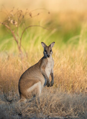 Agile  wallaby in northern Australia.