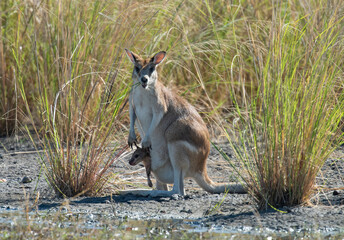 animals wallaby and joey