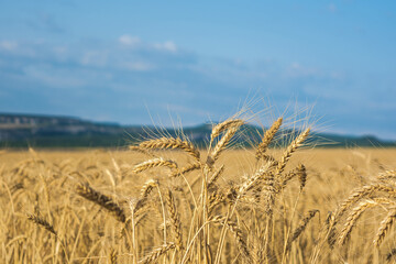 Fototapeta premium Wheat field