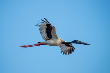 Jabiru in flight over northern Australia,