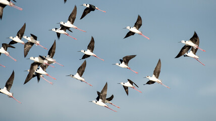 Black winged  stilts in flight in northern Australia.
