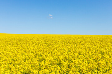Yellow canola growing Blue sky and copy space.