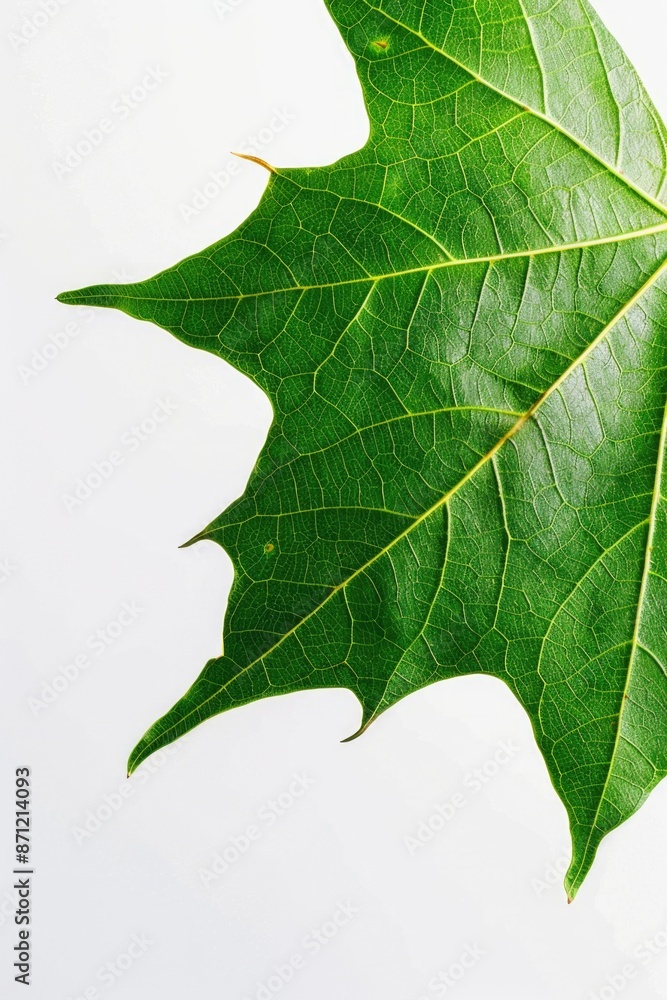 Poster a single green leaf on a white background, ideal for use in designs related to nature and simplicity