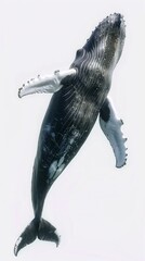 Humpback whale underwater in open ocean