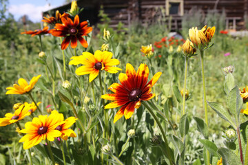 Fototapeta premium Rudbeckia hirta yellow flowers in a garden. Black-eyed Susan plants in flowering season.