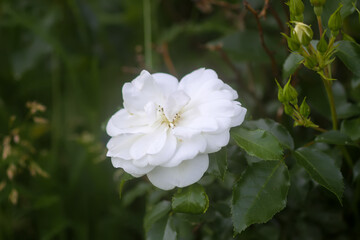 Delicate, fragrant, and fragile white rose in bloom in a summer garden.