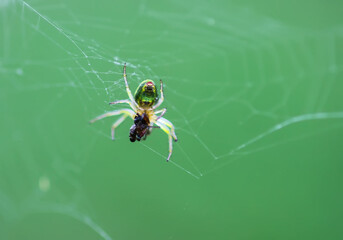 A spider on a web on a blurred green background.